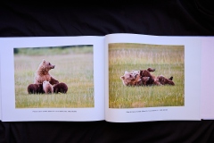17.Gary-Richardson.Coastal-Brown-Bears-of-Alaska.4.Spread2Image