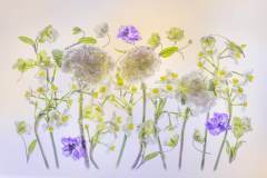 31.Lesley-Bretherton.A-Florilegium.3.Spread1Image