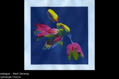 Cyanotype Crocus - Mark Devaraj