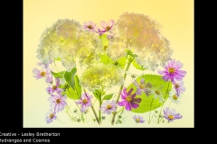 Hydrangea and Cosmos - Lesley Bretherton