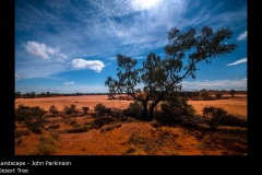 Desert Tree - John Parkinson