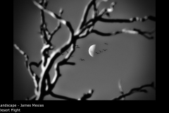 Desert Flight - James Mexias