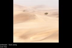 Dune Tree - Tuck Leong