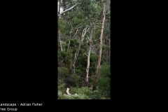 Tree Group - Adrian Fisher