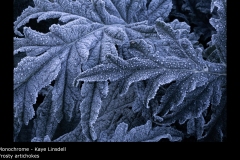 Frosty artichokes - Kaye Linsdell
