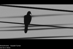 Bird On A Wire - Russell Turner