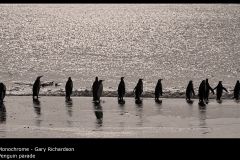 Penguin parade - Gary Richardson