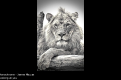 Looking at you - James Mexias