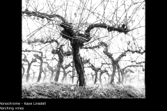 Marching vines - Kaye Linsdell