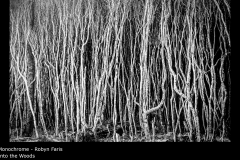 Into the Woods - Robyn Faris