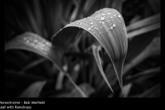 Leaf with Raindrops - Bob Warfield