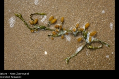 Stranded Seaweed - Kees Zonneveld