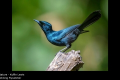 Shining Flycatcher - Kyffin Lewis