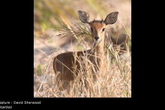 Startled - David Sherwood