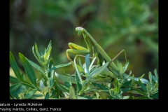 Praying mantis, Collias, Gard, France - Lynette McKelvie