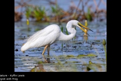 Egret with Frog - Kyffin Lewis
