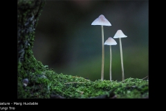 Fungi Trio - Marg Huxtable