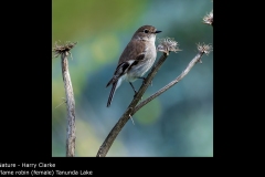 Flame robin (female) Tanunda Lake - Harry Clarke