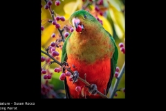 King Parrot - Susan Rocco