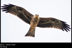 Kite Flying - Adrian Fisher