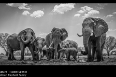 African Elephant Family - Russell Spence