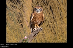 BooBook Owl - John Parkinson
