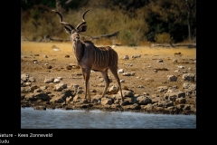 Kudu - Kees Zonneveld