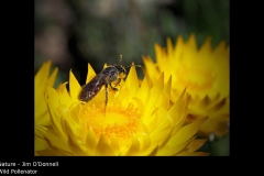 Wild Pollenator - Jim O'Donnell