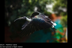 Ibis bird species in flight motion - Matthew Leane