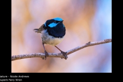 Superb Fairy Wren - Nicole Andrews