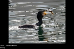 Fishing - Jim Weatherill