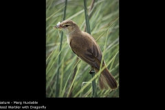 Reed Warbler with Dragonfly - Marg Huxtable
