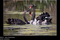 Family moments - Gary Richardson