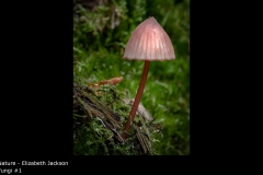 Fungi #1 - Elizabeth Jackson