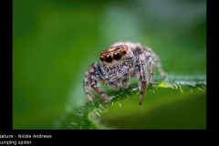 Jumping spider - Nicole Andrews