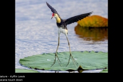 Jacana touch down - Kyffin Lewis