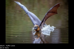 Bat on Yarra  - Kyffin Lewis