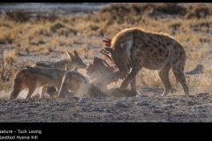 Spotted Hyena Kill - Tuck Leong
