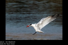 Ready for Touch Down - Jim Weatherill