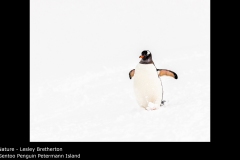 Gentoo Penguin Petermann Island - Lesley Bretherton