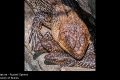 Family of Skinks - Russell Spence