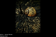 Sleeping Snail - James Mexias