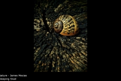 Sleeping Snail - James Mexias