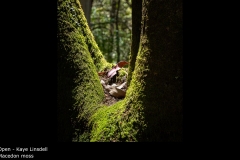 Macedon moss - Kaye Linsdell