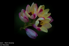 Ixia Maculata - Mark Devaraj