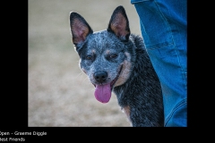 Best Friends - Graeme Diggle