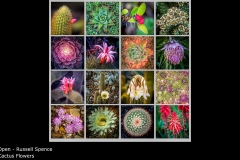Cactus Flowers - Russell Spence