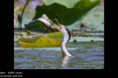 Cormorant with fish - Kyffin Lewis