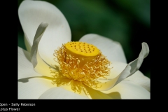 Lotus Flower - Sally Paterson