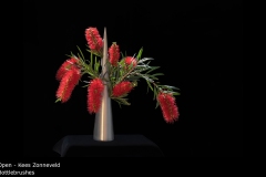 Bottlebrushes - Kees Zonneveld